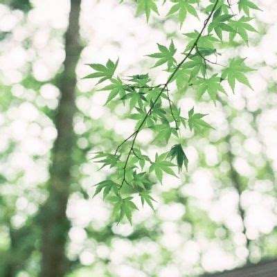 皇冠下载官网app